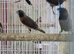 Black-faced Munia