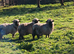 3x Vampshire lambs ( Valías Black Nose z Hampshire)