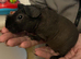 Skinny guinea pigs