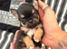 Kc registered little boys