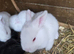 Continental Giant Rabbit Kits &ndash; Available for Booking