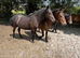 Registered NF geldings
