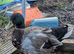 2 mallard ducks adults