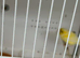 2 cocks 4 hens