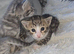 STUNNING SILVER & SPOTTED SAVANNAH X BENGAL KITTENS