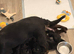 Cocker puppies ready on 12th August
