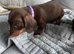 Puppies