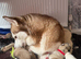 Husky mixed puppies from family home