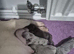 2 male Jack Russell pups