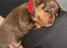 Miniature dachshund puppies