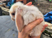 1 girl and 1 boy mini lop babies
