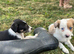 Merle collies for sale