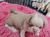 Beautiful Pink Pug puppies for sale