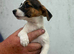 3 miniature jack Russell