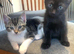2 male kittens