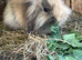 Mini Lion Lop Female Baby