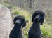 Stunning F1 Labradoodle Litter from Health Tested Parents.