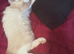 Ragdoll pure breed bicolour male kitten
