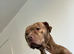 Need to rehome my star