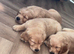 5 puppies available