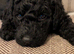 F1b labradoodles for sale