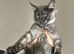 TICA registered Active female Maine coon kitten