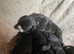 Vizla x lurcher pups