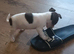 Jack russell Chocolate and white female