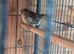Redpolls abcr