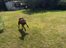 Beautiful chocolate Labrador looking for new forever home