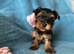 Beautiful Miniature Yorkshire terrier puppies