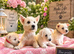 West highland terrier