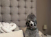 STUD KC silver miniature poodle