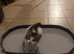 Health-Checked Mixed Breed Kitten Seeking Permanent Placement