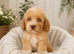 F1B ShowLine cockapoo