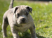 Pocket Bullyz female adult 3 years old