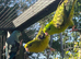 Lineolated Parakeets