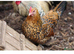 Sablepoot hatching eggs and chicks