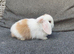 Beautiful mini lops to reserve