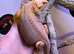 Thunderbolt Bearded Dragon