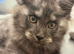 Tica registered black smoked male Maine coons