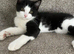 Kitten Female