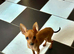MINIATURE PINSCHER