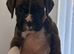 8 KC boxer puppies for sale
