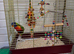 Lorikeet