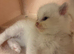 Ragdoll Kittens