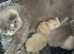 Pedigree British Shorthair Kittens