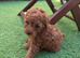 Toy poodle puppies