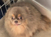 KC reg Pastel Lilac and tan female pomeranian