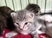 5 little bundles of fluff